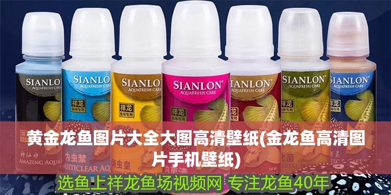 黃金龍魚圖片大全大圖高清壁紙(金龍魚高清圖片手機壁紙)