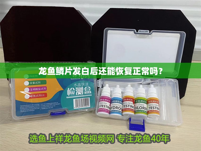 龍魚鱗片發白后還能恢復正常嗎？