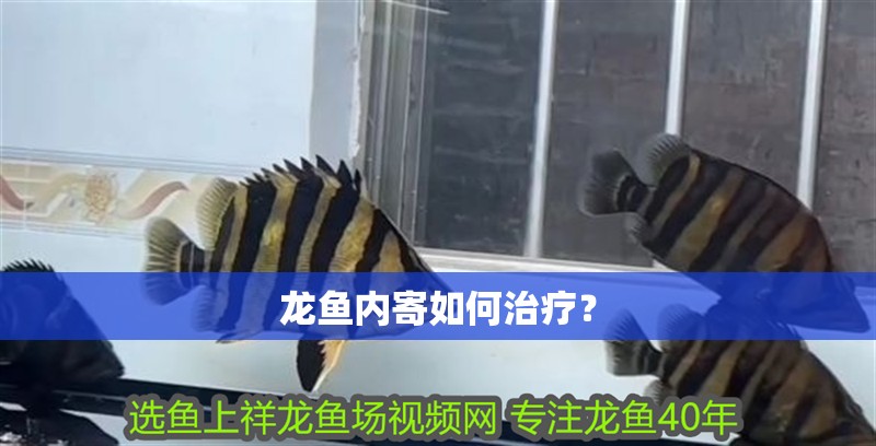 龍魚內寄如何治療？