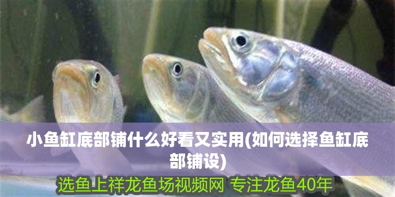 小魚缸底部鋪什么好看又實用(如何選擇魚缸底部鋪設)
