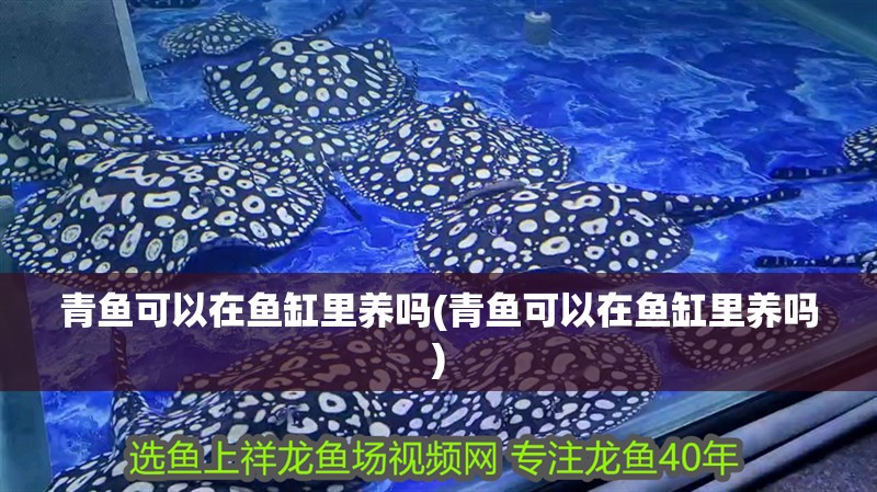 青魚(yú)可以在魚(yú)缸里養(yǎng)嗎(青魚(yú)可以在魚(yú)缸里養(yǎng)嗎)