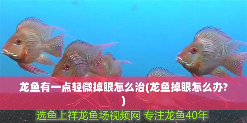 龍魚有一點輕微掉眼怎么治(龍魚掉眼怎么辦?) 龍魚有一點輕微掉眼怎么治(龍魚掉眼怎么辦?) 觀賞魚百科