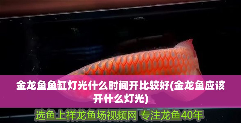 金龍魚魚缸燈光什么時間開比較好(金龍魚應該開什么燈光)