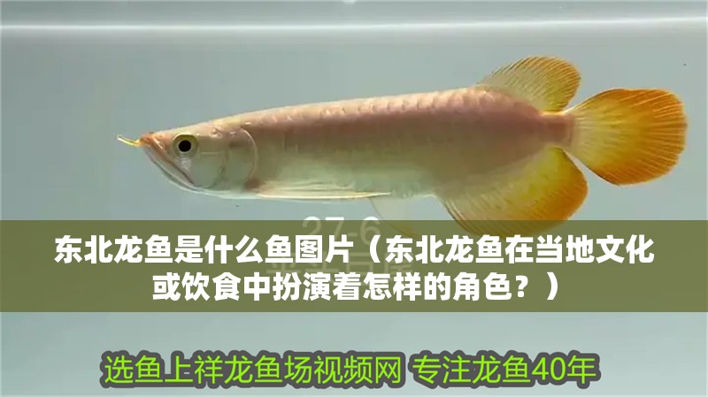 東北龍魚是什么魚圖片（東北龍魚在當地文化或飲食中扮演著怎樣的角色？）
