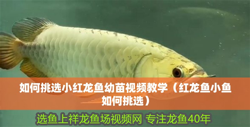 如何挑選小紅龍魚幼苗視頻教學（紅龍魚小魚如何挑選） 如何挑選小紅龍魚幼苗視頻教學（紅龍魚小魚如何挑選） 觀賞魚百科