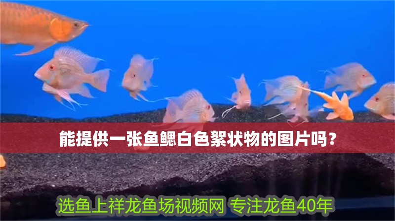 能提供一張魚鰓白色絮狀物的圖片嗎？