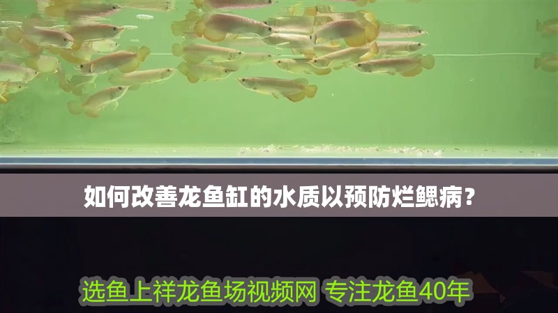 如何改善龍魚缸的水質以預防爛鰓病？