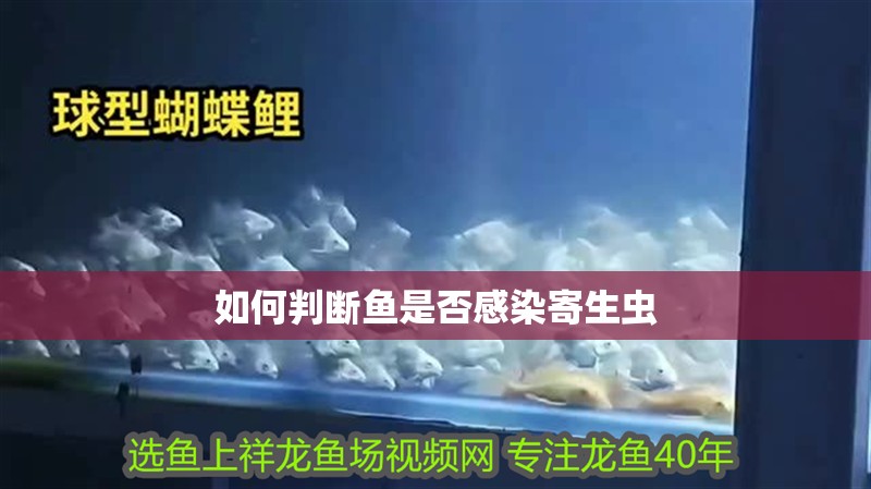 如何判斷魚是否感染寄生蟲