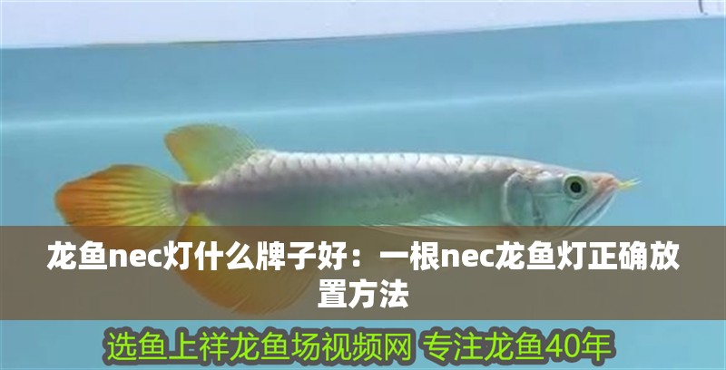 龍魚nec燈什么牌子好：一根nec龍魚燈正確放置方法