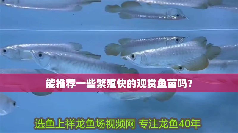 能推薦一些繁殖快的觀賞魚苗嗎？