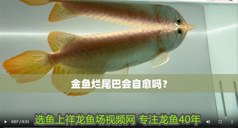 金魚(yú)爛尾巴會(huì)自愈嗎？