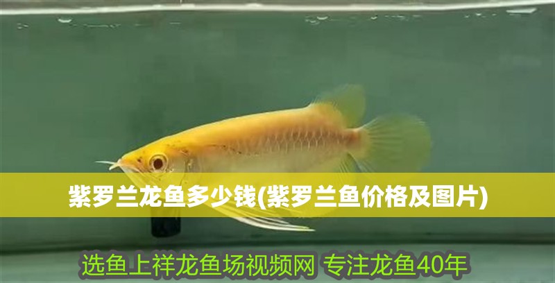 紫羅蘭龍魚多少錢(紫羅蘭魚價格及圖片)