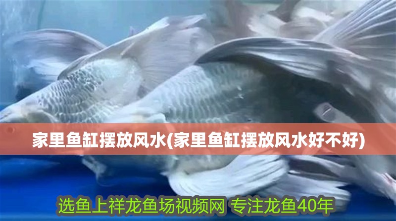 家里魚缸擺放風水(家里魚缸擺放風水好不好)
