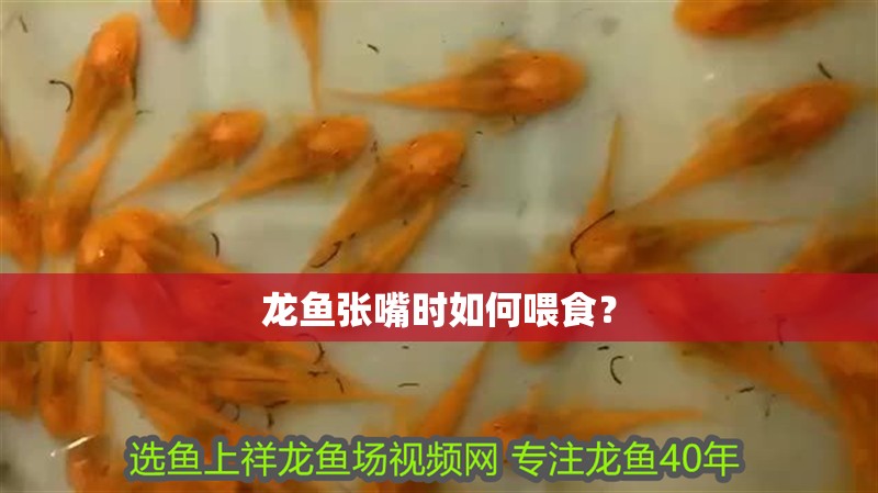 龍魚張嘴時(shí)如何喂食？