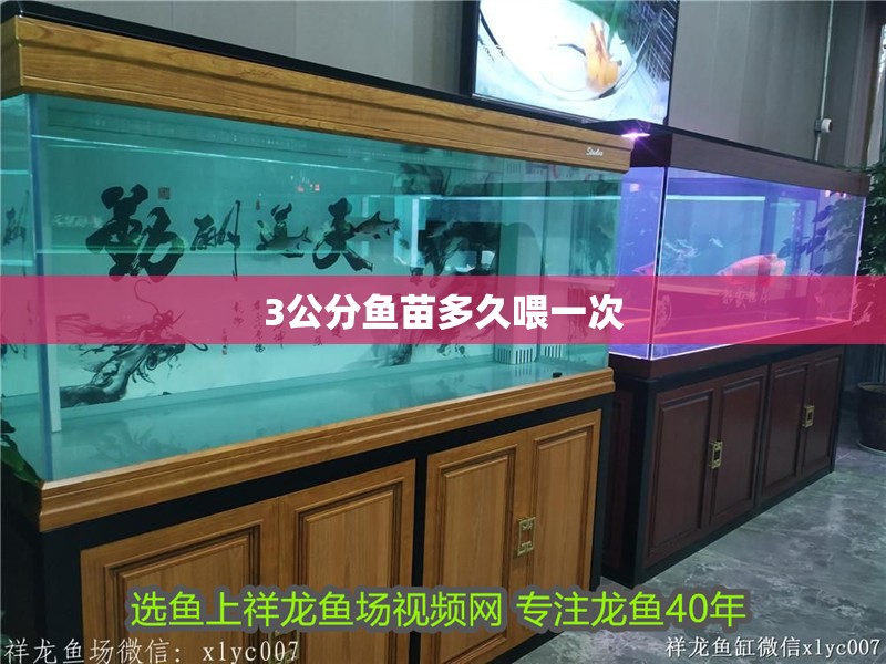 3公分魚苗多久喂一次