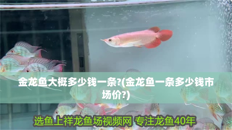 金龍魚大概多少錢一條?(金龍魚一條多少錢市場價?)