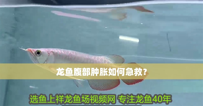 龍魚腹部腫脹如何急救？ 龍魚腹部腫脹如何急救？ 龍魚百科