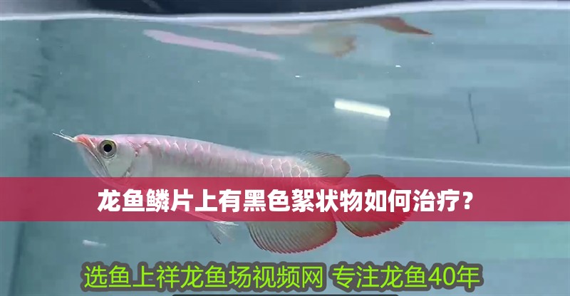 龍魚鱗片上有黑色絮狀物如何治療？ 龍魚鱗片上有黑色絮狀物如何治療？ 龍魚百科