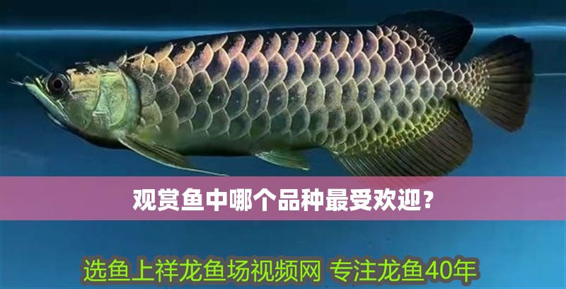 觀賞魚中哪個(gè)品種最受歡迎？