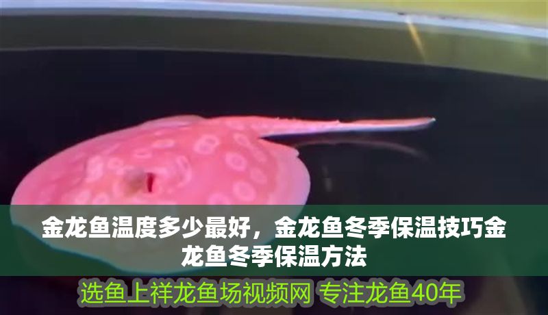 金龍魚溫度多少最好，金龍魚冬季保溫技巧金龍魚冬季保溫方法 金龍魚溫度多少最好，金龍魚冬季保溫技巧金龍魚冬季保溫方法 龍魚百科 第2張
