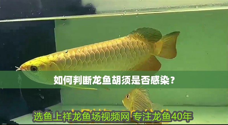 如何判斷龍魚胡須是否感染？