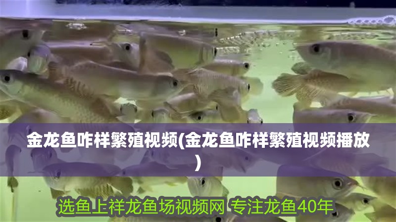 金龍魚咋樣繁殖視頻(金龍魚咋樣繁殖視頻播放)