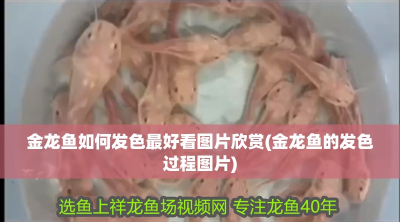 金龍魚如何發色最好看圖片欣賞(金龍魚的發色過程圖片)