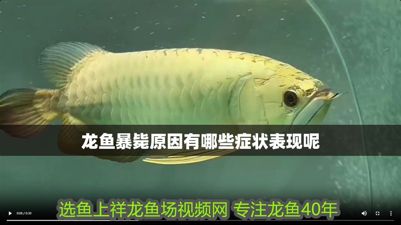龍魚暴斃原因有哪些癥狀表現呢