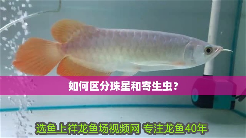 如何區(qū)分珠星和寄生蟲？