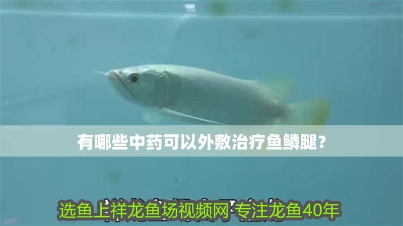 有哪些中藥可以外敷治療魚鱗腿？