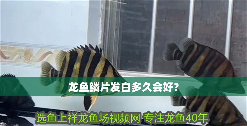 龍魚鱗片發白多久會好？