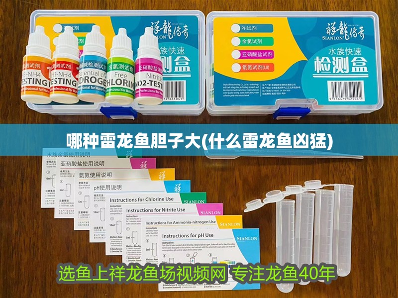 哪種雷龍魚膽子大(什么雷龍魚兇猛)