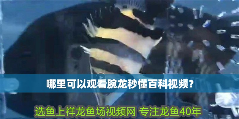 哪里可以觀看腕龍秒懂百科視頻？