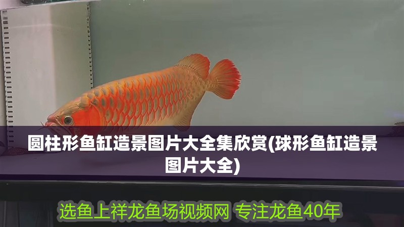 圓柱形魚缸造景圖片大全集欣賞(球形魚缸造景圖片大全)