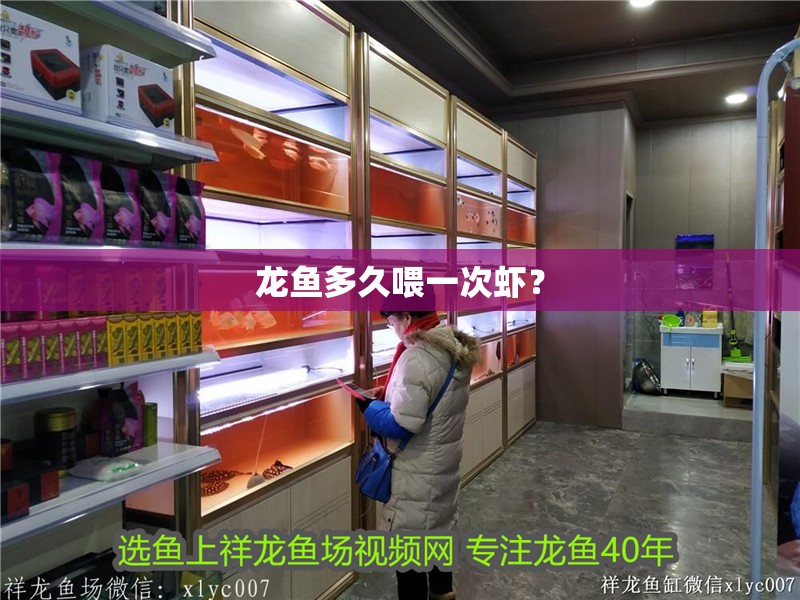 龍魚多久喂一次蝦？