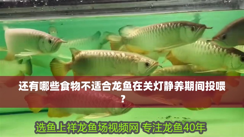 還有哪些食物不適合龍魚在關燈靜養期間投喂？