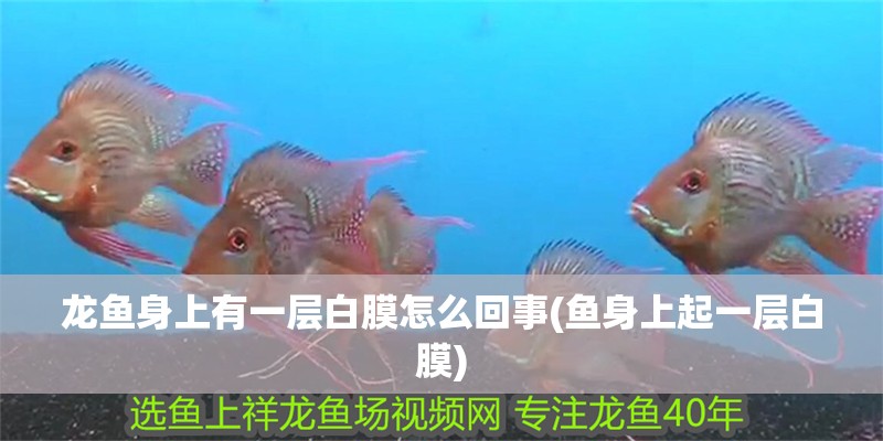 龍魚身上有一層白膜怎么回事(魚身上起一層白膜)