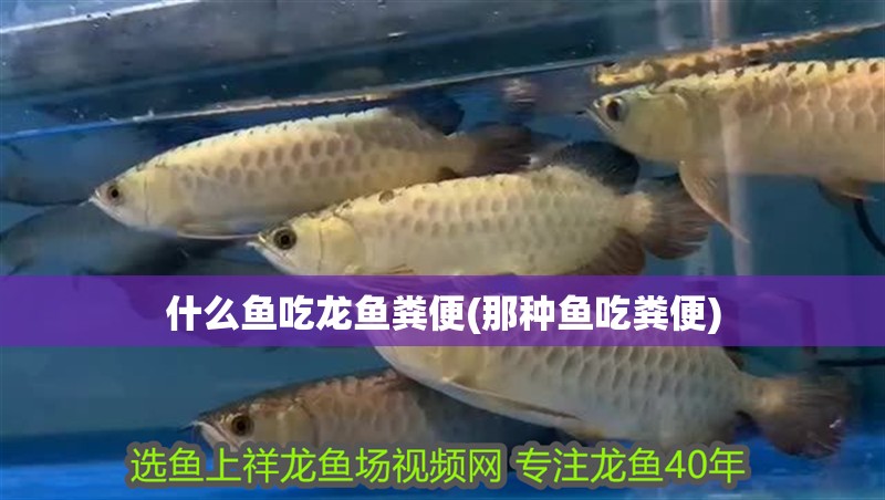 什么魚吃龍魚糞便(那種魚吃糞便)