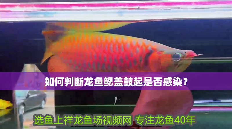 如何判斷龍魚鰓蓋鼓起是否感染？