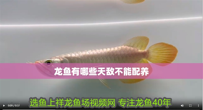 龍魚有哪些天敵不能配養