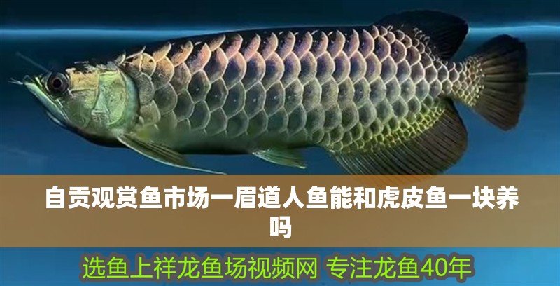 自貢觀賞魚市場一眉道人魚能和虎皮魚一塊養嗎