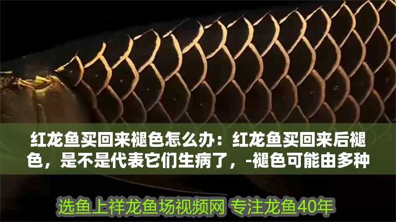 紅龍魚買回來褪色怎么辦：紅龍魚買回來后褪色，是不是代表它們生病了，-褪色可能由多種原因導致