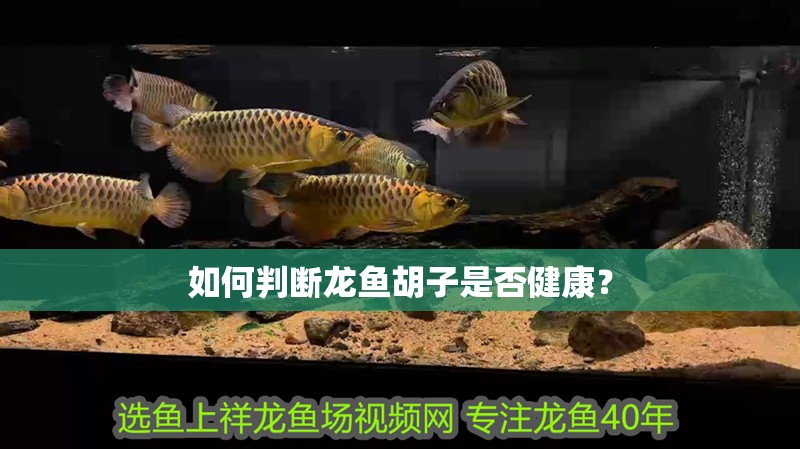 如何判斷龍魚胡子是否健康？