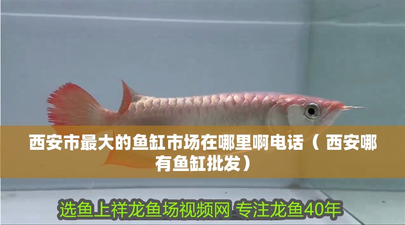 西安市最大的魚缸市場在哪里啊電話（ 西安哪有魚缸批發）