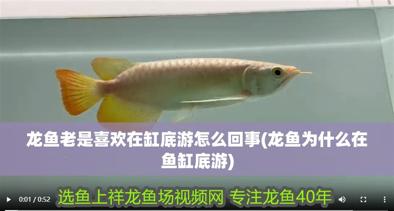 龍魚老是喜歡在缸底游怎么回事(龍魚為什么在魚缸底游) 龍魚老是喜歡在缸底游怎么回事(龍魚為什么在魚缸底游) 觀賞魚百科