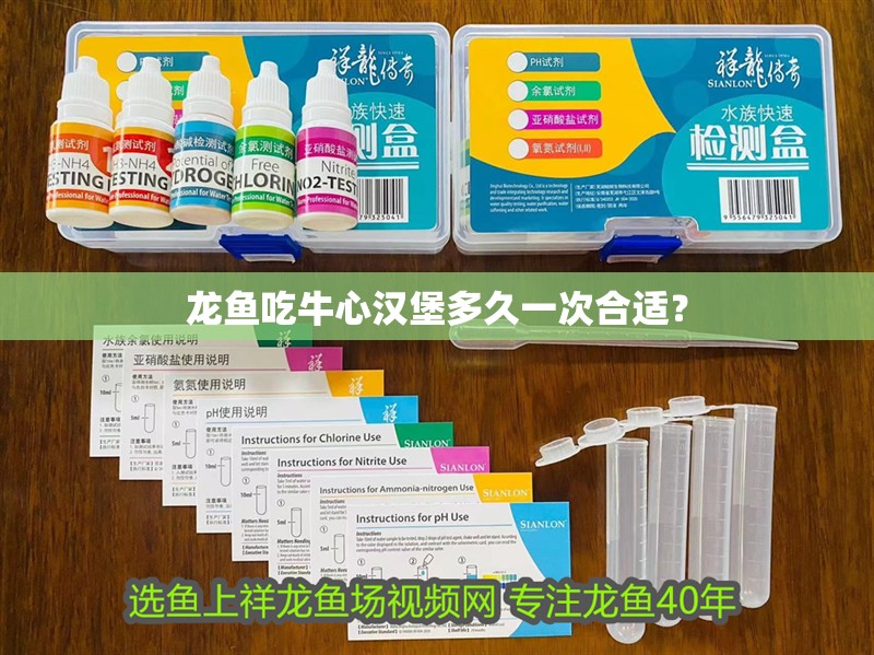 龍魚吃牛心漢堡多久一次合適？