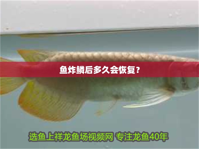 魚炸鱗后多久會恢復？