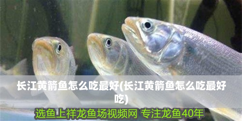 長江黃箭魚怎么吃最好(長江黃箭魚怎么吃最好吃)