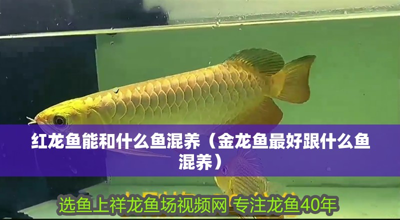紅龍魚能和什么魚混養(yǎng)（金龍魚最好跟什么魚混養(yǎng)）