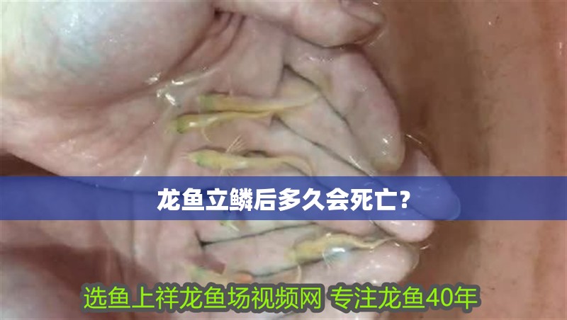 龍魚立鱗后多久會死亡？